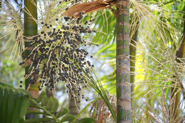 Acai Açaí Palm Fruit Tree Close-Up